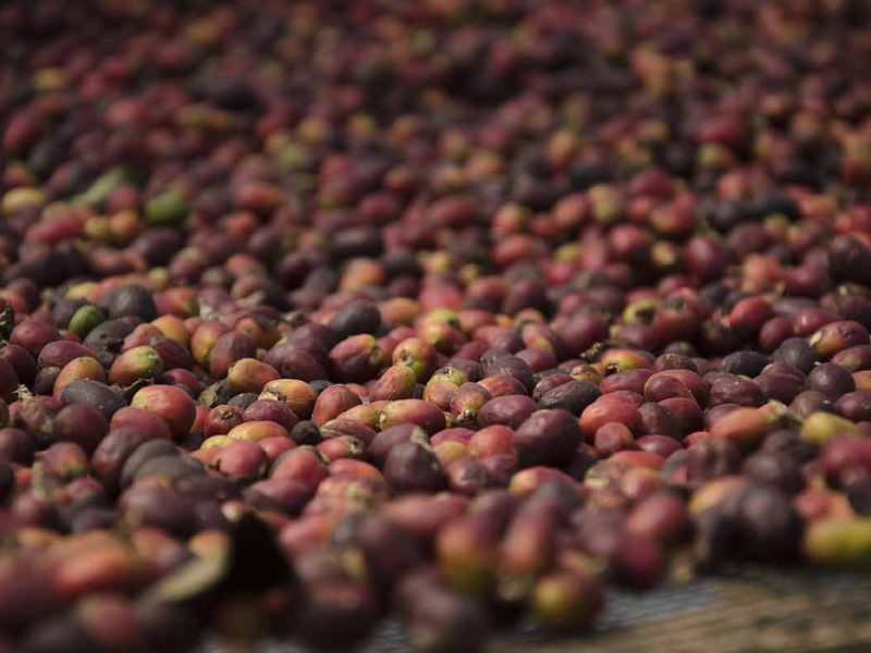 Proses Drying Kopi Natural