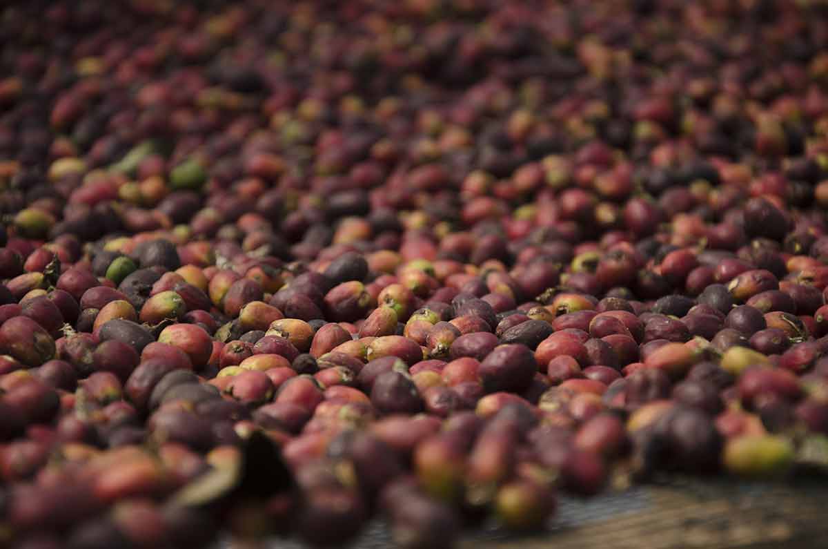 Proses Drying Kopi Natural