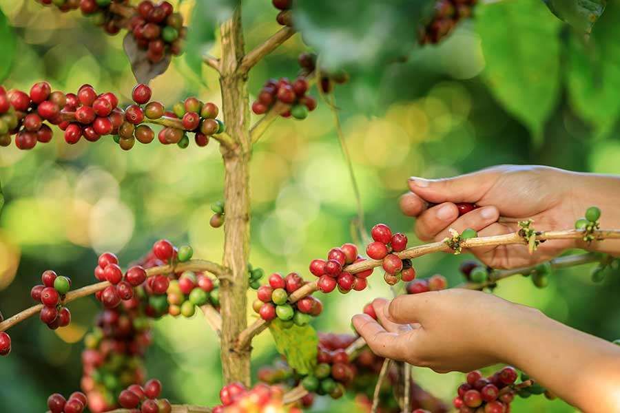 Kualitas Kopi